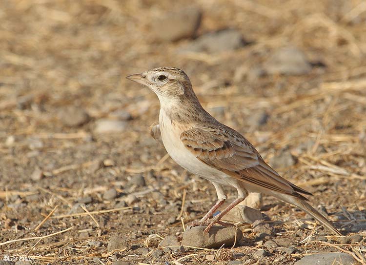 Greater Short-toed Lark  Btecha Israel 12-09-10  lior kislev     